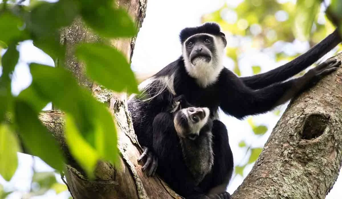 Black and white colubus Monkey at Arusha national park