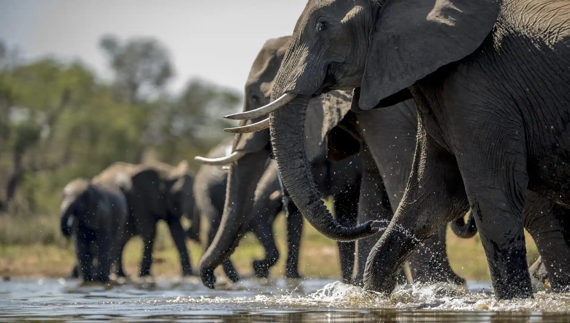 Elephant grazing, Ngorongoro crater