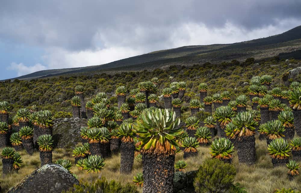 Kilimanjaro Flora and Fauna