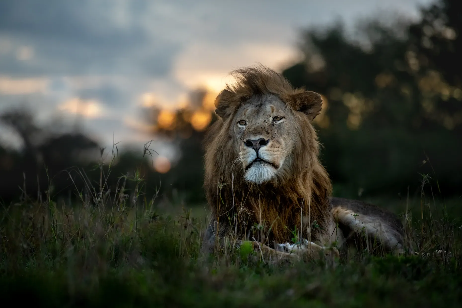 Lion at Serengeti national park