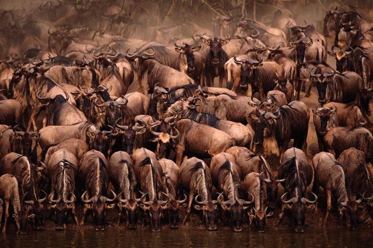 Tanzania wildebeest, Lake Manyara national park