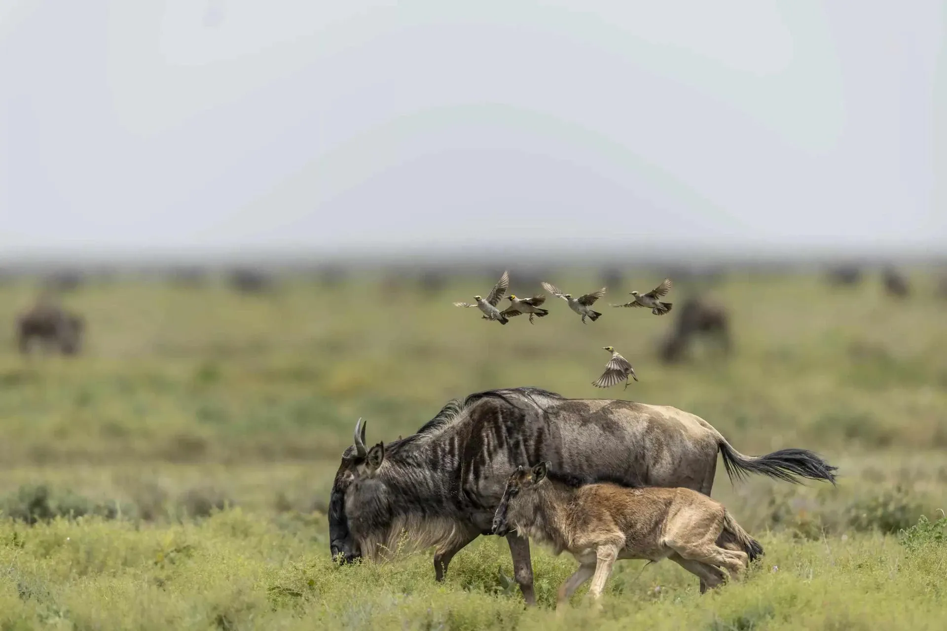 wildebeest calving season ndutu Ngorongoro Tanzania Wildebeest calvin season - NDUTU NGORONGORO CRATER