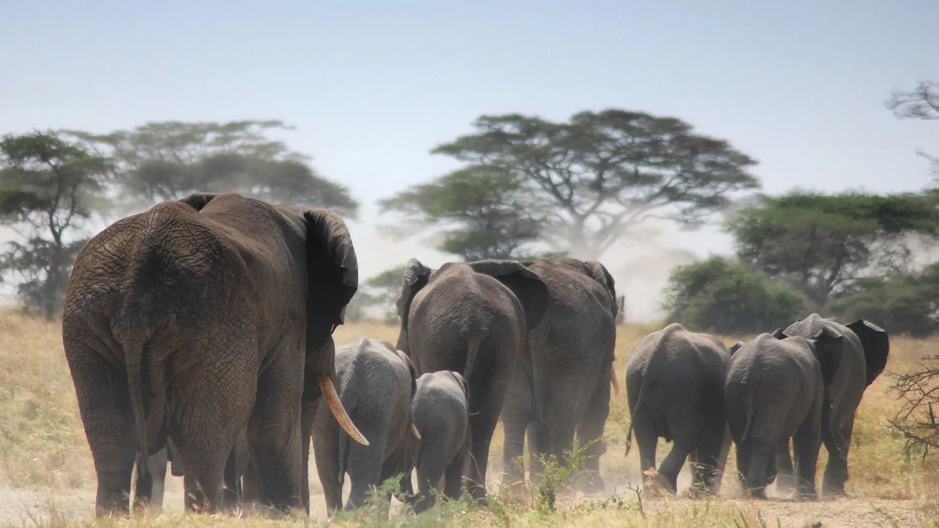 Group of Elephants grazing at Tarangire national park