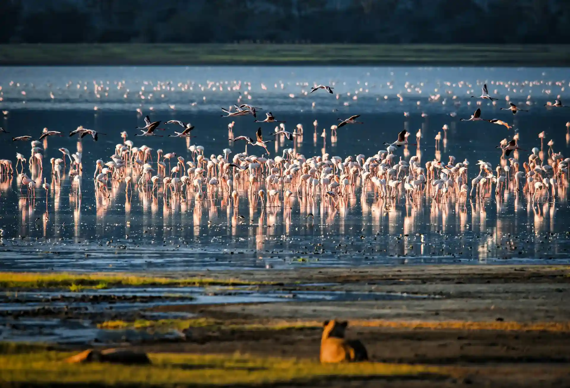 Liones hunt, Lake Manyara national park Flamingos