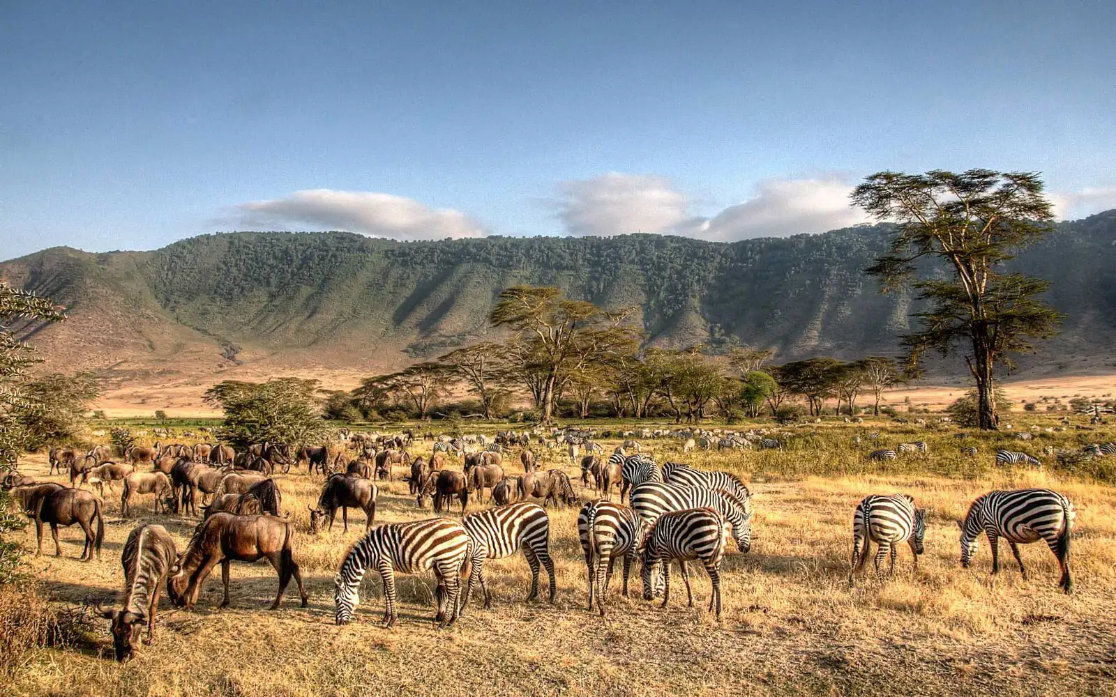 Ngorongoro conservation area - Zebraz and Wildebeest grazing at the crater