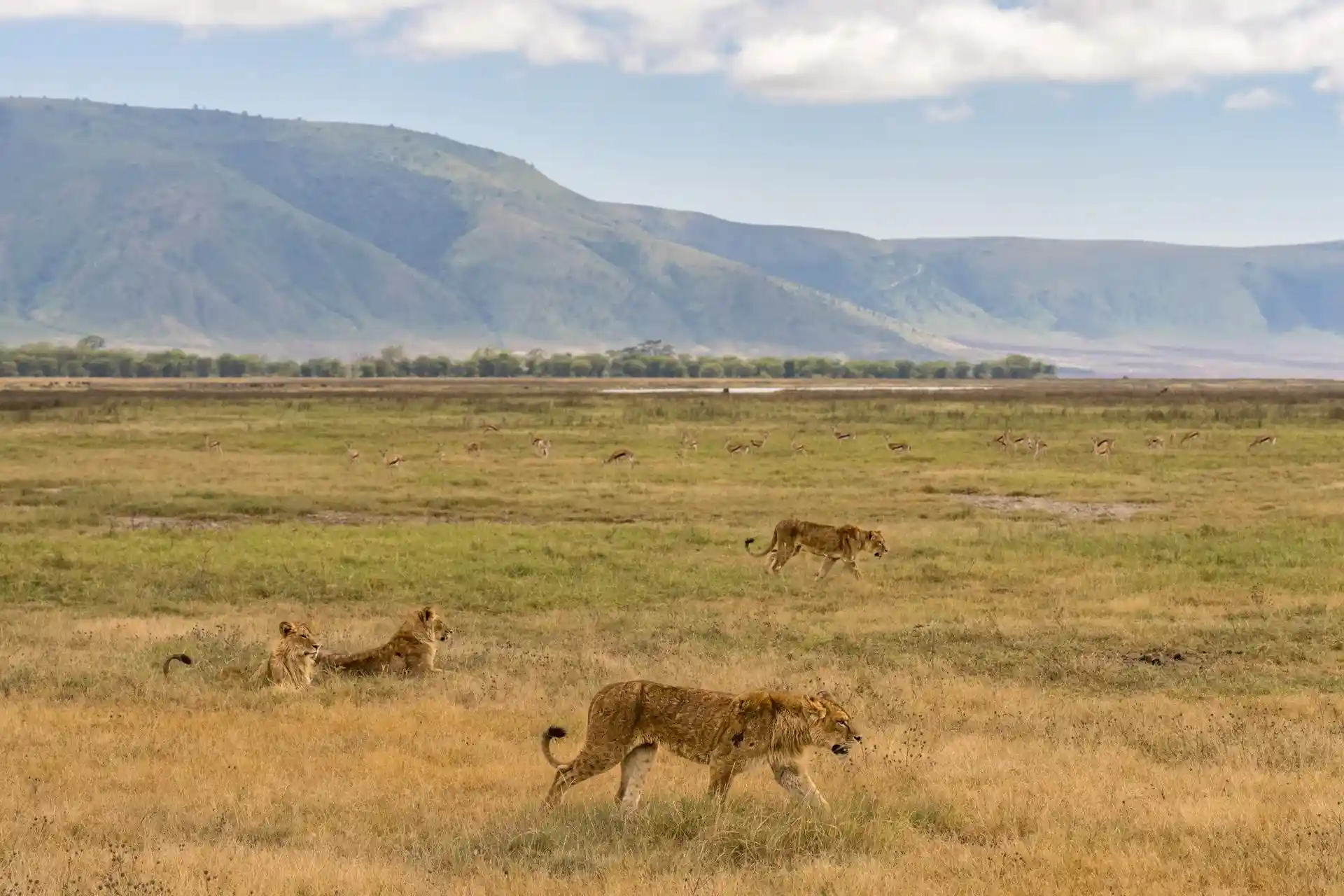 Ngorongoro conservation area -n Unesco world heritage site