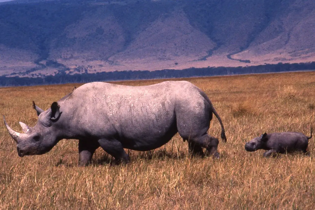 Rhinos and cab - Ngorongoro crater big five