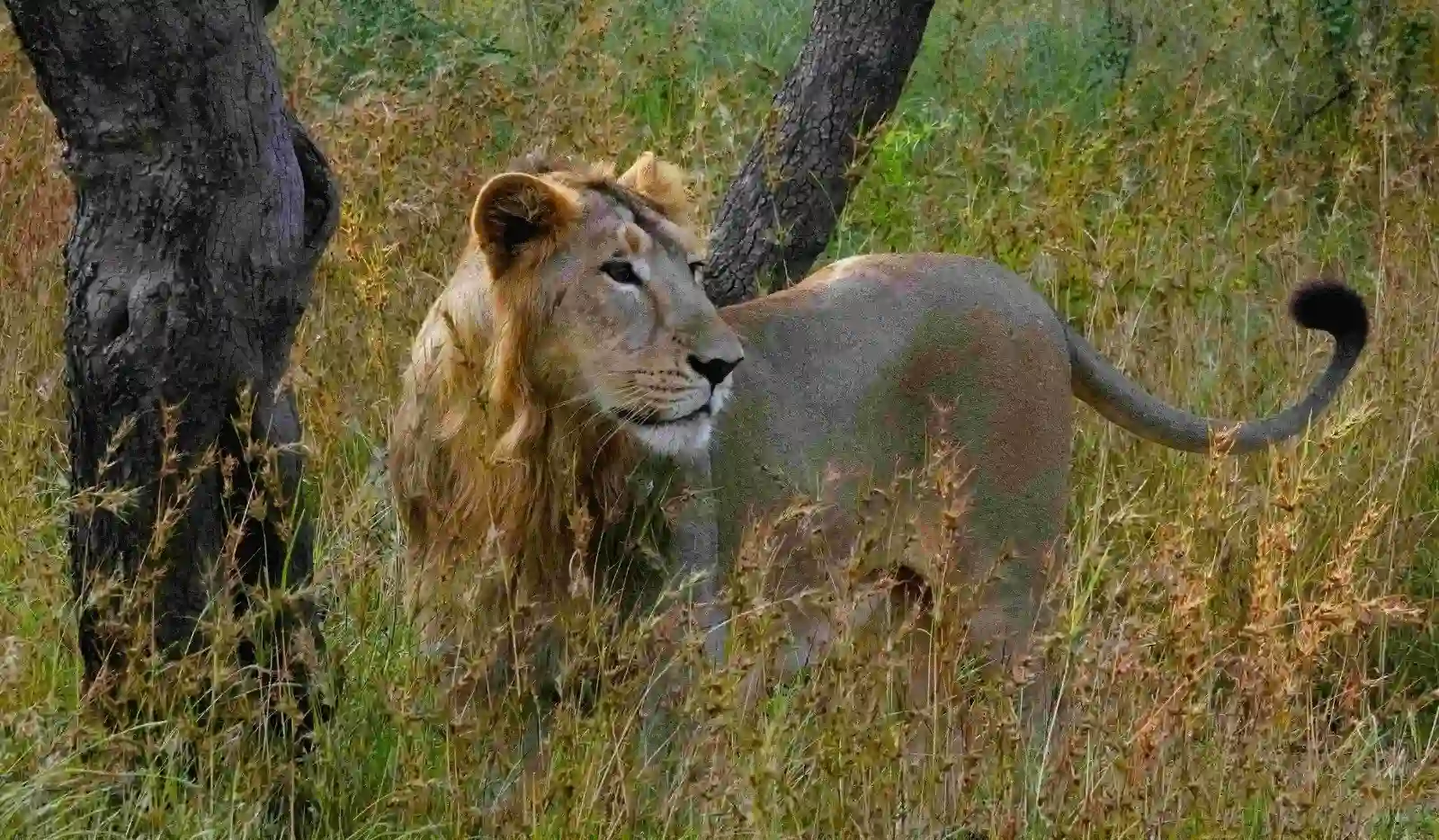 Serengeti national park Game drive