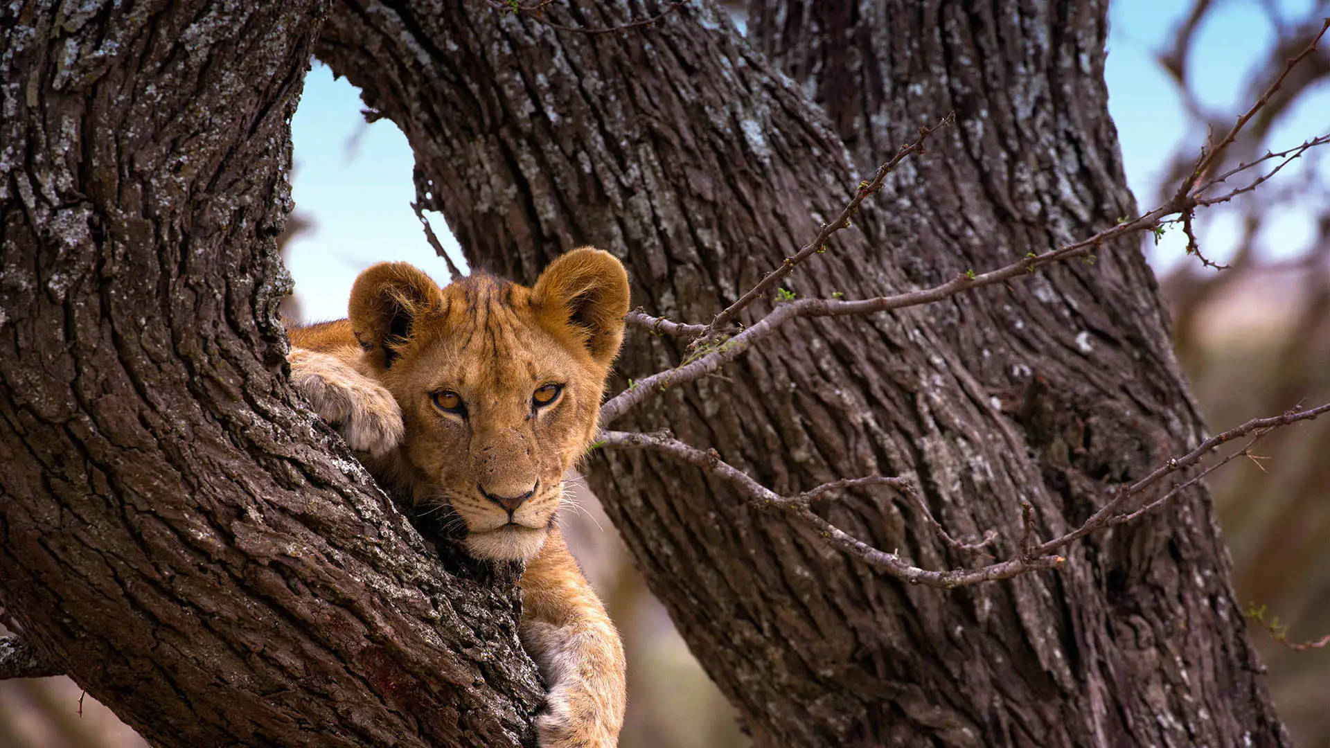 Serengeti national park - Liones at the tree