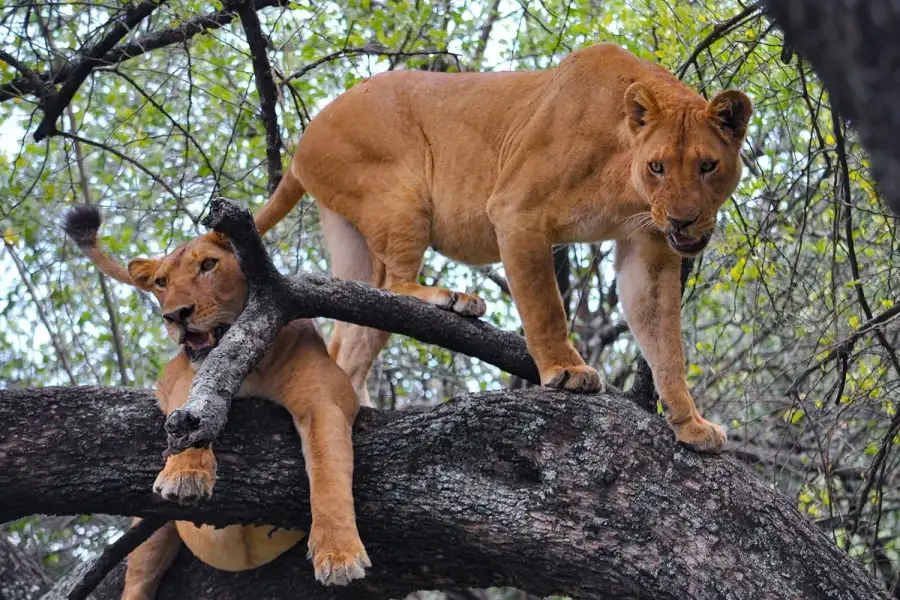 Tarangire national park - a place where liones climb a tree