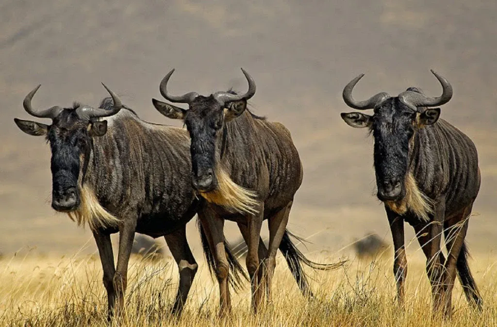 The great annual Wildebeest migration