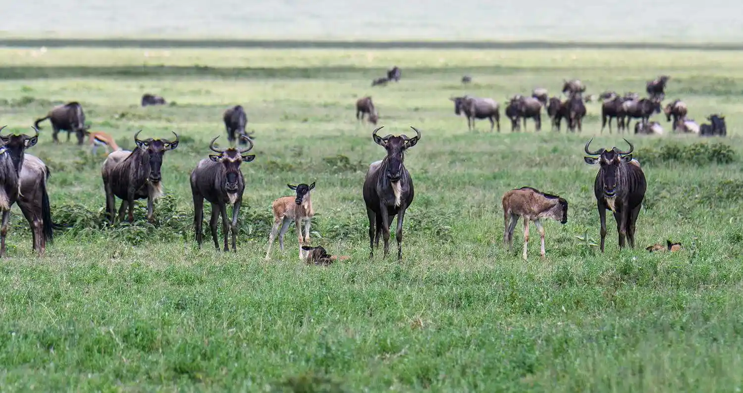 Wildebeest Calvin Season - Serengeti and Ndutu