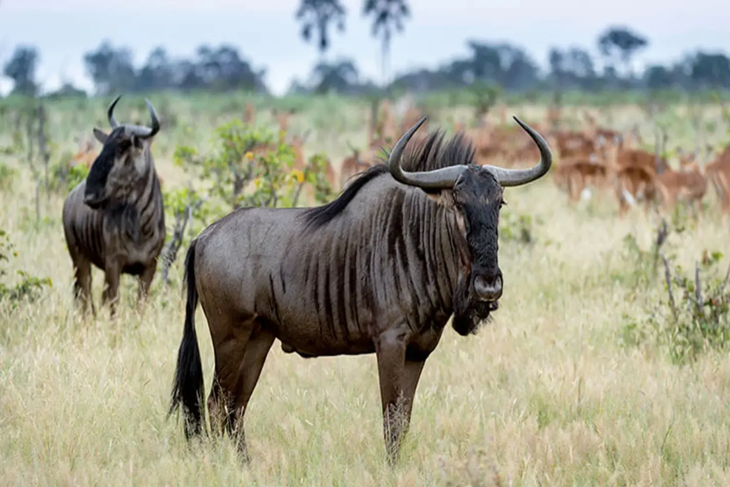 Wildebeest and Impala grazing - Serengeti to Ngorongoro