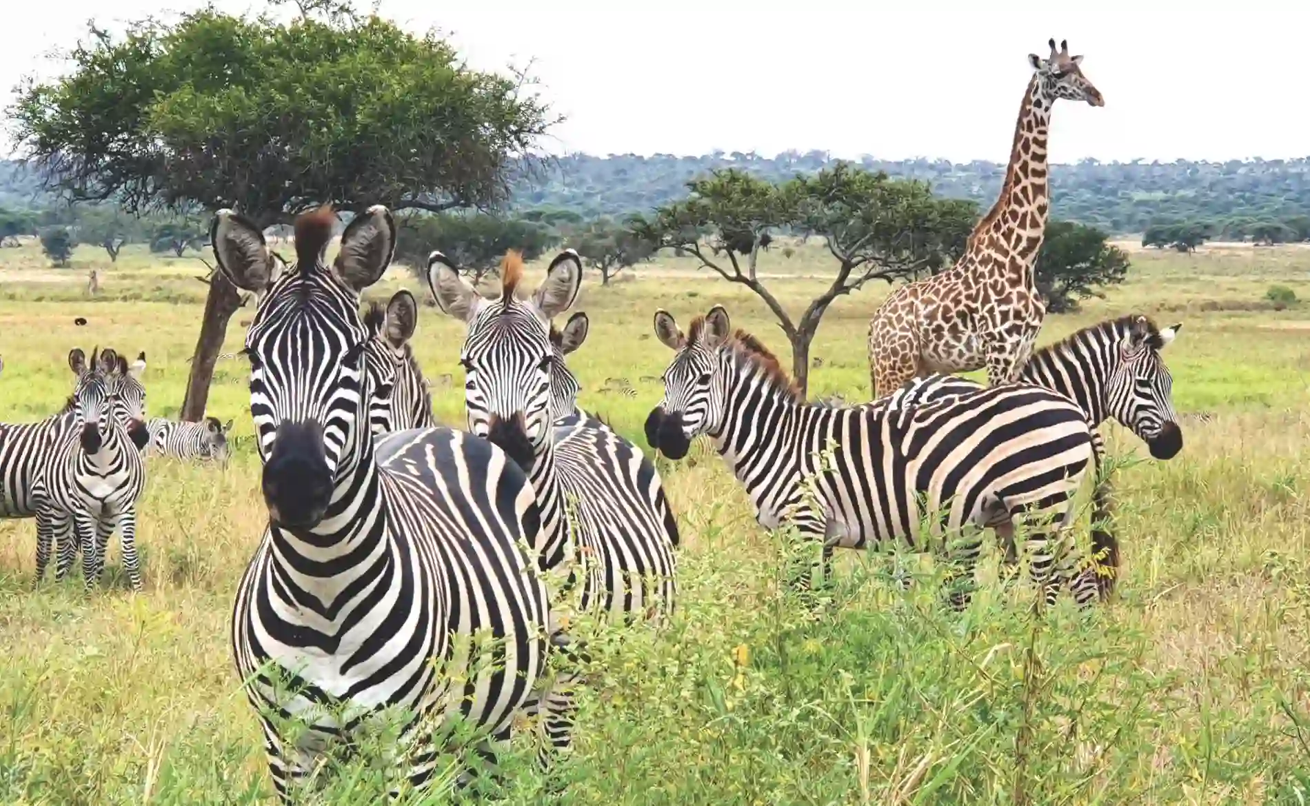 Zebras and Giraffes Grazing at Tarangire national park